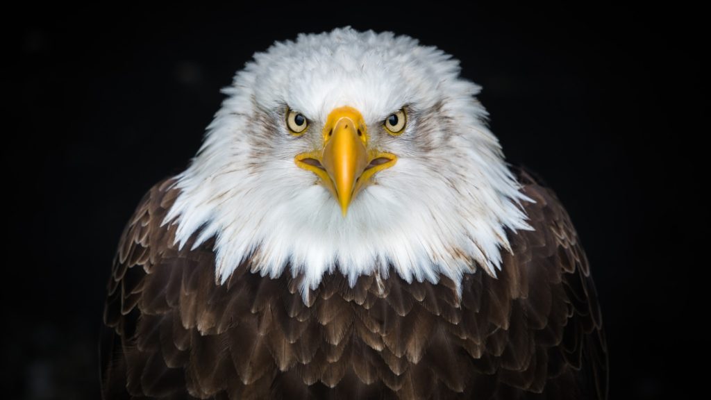 bold eagle